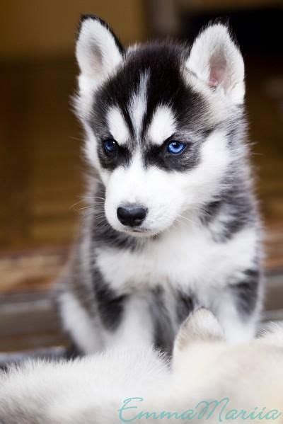 Puppy Husky Cute Wallpaper Dogs - img-berry