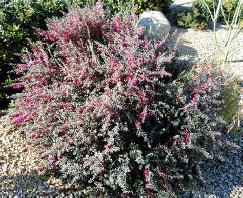 Growing Eremophila maculata: Spotted Emu Bush