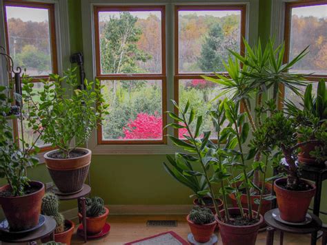 The 12 Best Plants To Clean The Air In Your Home Avas Flowers