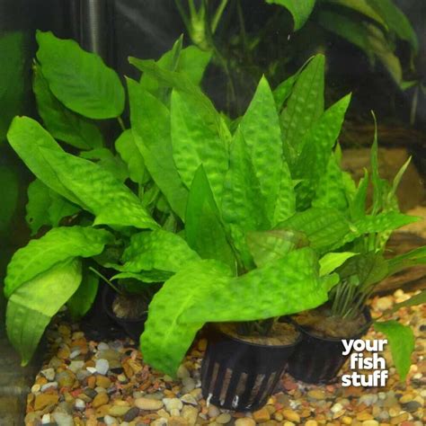 Cryptocoryne Usteriana Green Pot Live Aquarium Plant Buy 1 Get 1 At