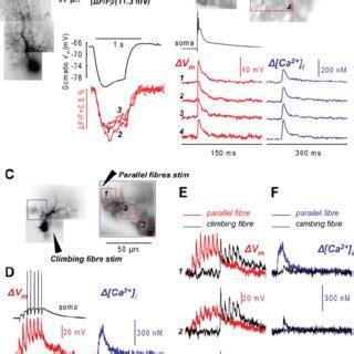 Combined Voltage And Ca Imaging From Cerebellar Purkinje Neurons