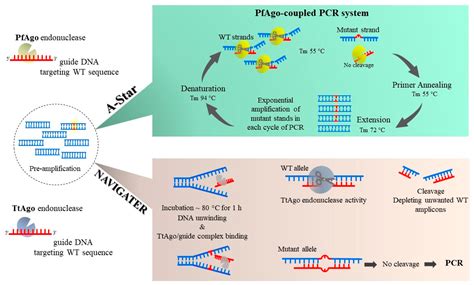 Ijms Free Full Text Enzymatic Methods For Mutation Detection In