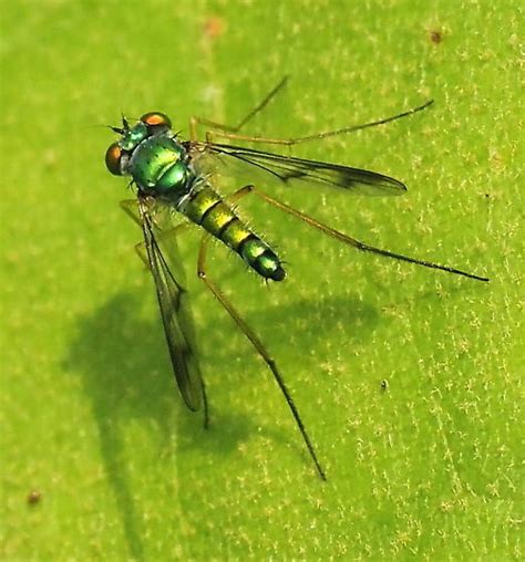 Long Legged Fly Condylostylus Bugguide Net