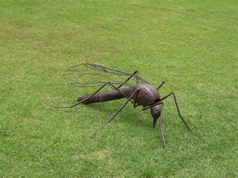 Free Images Grass Lawn Meadow Wildlife Insect Bug Fauna Invertebrate Mosquito