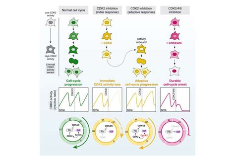 Study Highlights Promising Drug Combination For Treating Resistant