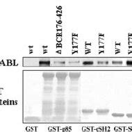 CSH2 And SH3 Domains Of P85 Interact With Gab2 GST Fusion Proteins