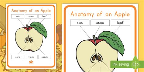 Anatomy Of An Apple Poster Teacher Made