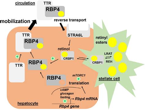 Frontiers Biological Functions Of RBP4 And Its Relevance For Human