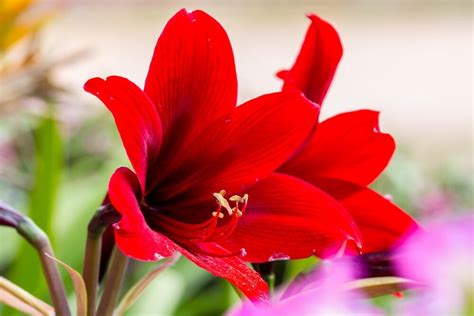 Amaryllis Flower Meaning In The Language Of Flowers Petal Republic