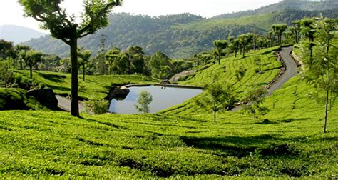 Coonoor Tea Estate (Entry Fee, Timings, Best time to visit, Images ...