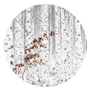 Papier Peint White Birch Forest Je Commande Home24