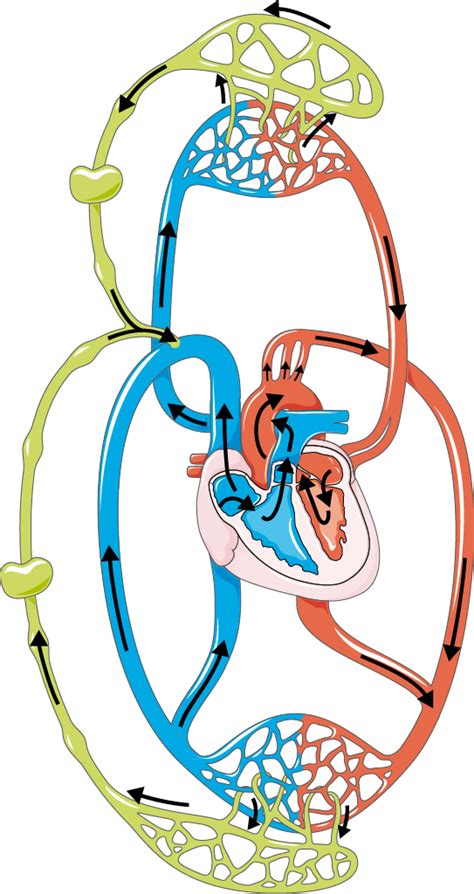 Lymphatic vessel - Servier Medical Art