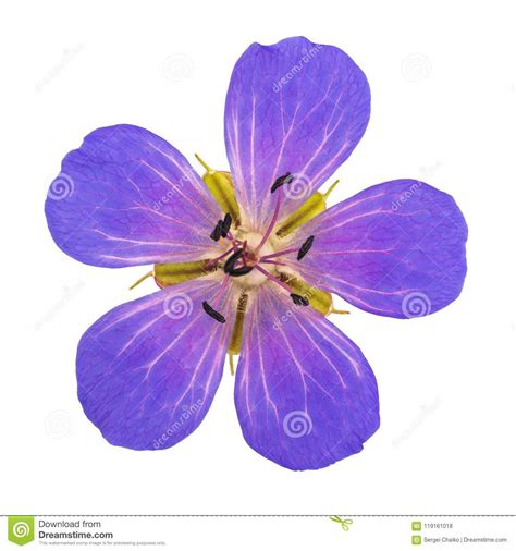 Flor Del Geranio Del Prado Aislada En El Fondo Blanco Foto De Archivo