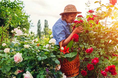 The Generous Gardener Climbing Rose Uk Fasci Garden