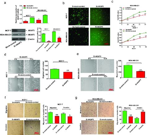 Akap Knockdown Inhibits Bc Cell Growth Proliferation Invasion And