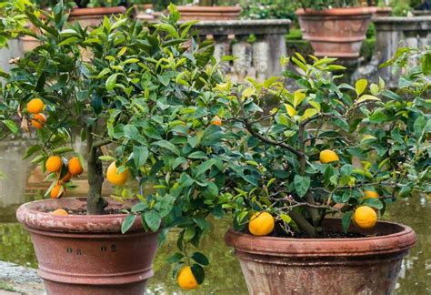 7 Perfect Patio Fruit Trees for Small Spaces - HG&H