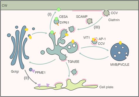 Protein Sorting In The Plant Golgi Apparatus And Transgolgi Network