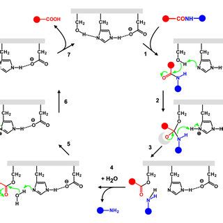 Mechanism Of Serine Protease The Catalytic Triad Ser His Asp Acts In A