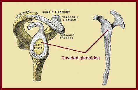 Cavidad Glenoidea Caracter Sticas Funci N Patolog As Trastornos