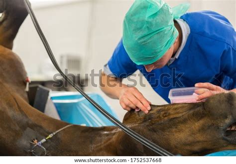 Horse Surgery Photos and Images | Shutterstock