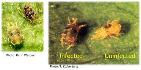 Spider Mites In Saturated Strawberry Fields Strawberry Center Blog