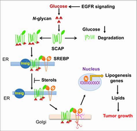 Lipid Metabolism Reprogramming And Its Potential Targets In Cancer