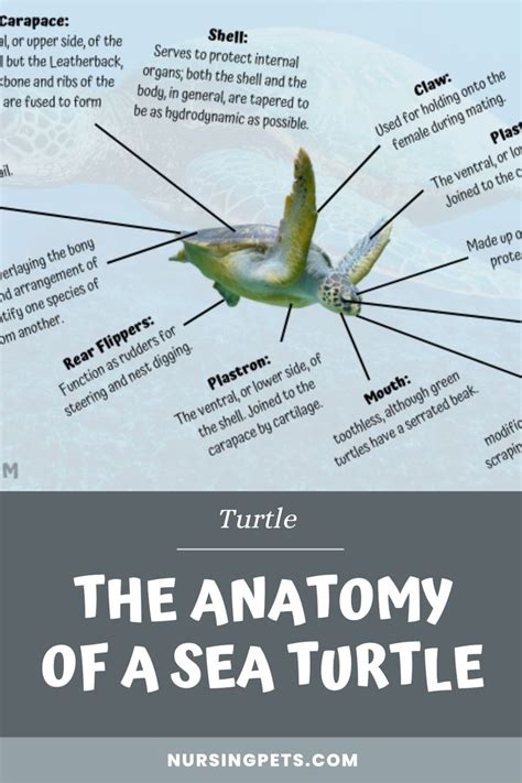 The Anatomy of a Sea Turtle | Marine turtle, Sea turtle, Sea turtle diet