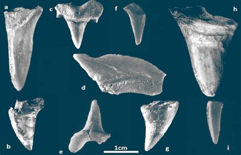 Teeth of Cretaceous-Period Sharks Found at Iron Age Site in Israel ...