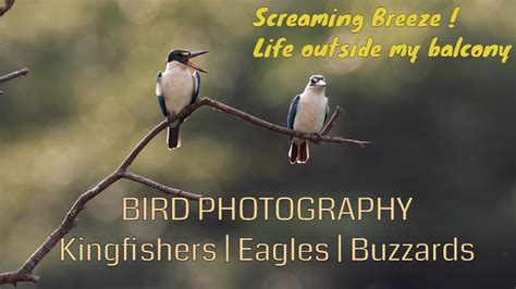 Bird Photography Kingfishers Honey Buzzards Fish Eagles Youtube