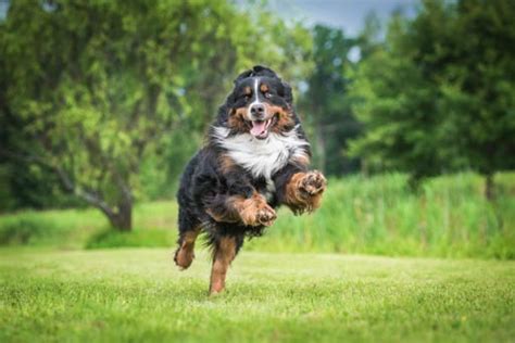 Indoor Dog Fencing Service in Albany NY