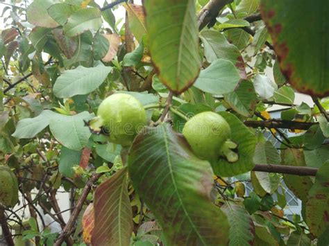 Guava fruit on the tree stock image. Image of home, branch - 176656685