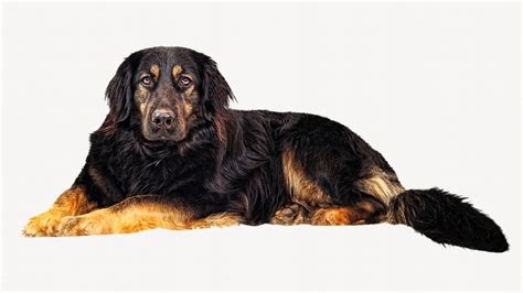 Hovawart dog, pet isolated design | Free Photo - rawpixel