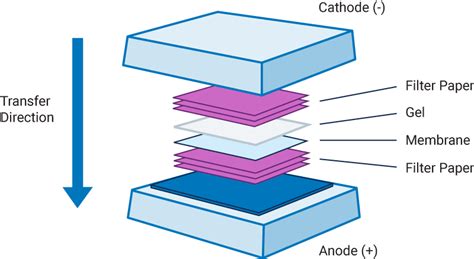 Western Blot Transfer Buffer Recipe