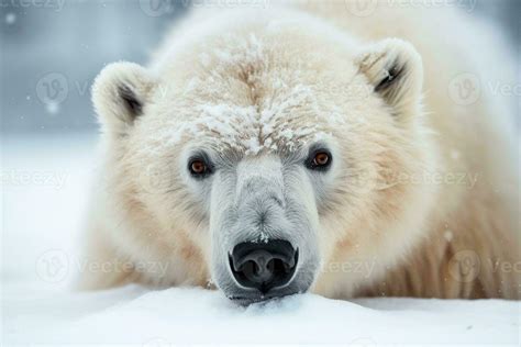 Muzzle Of A White Polar Bear Close Up Portrait Stock Photo