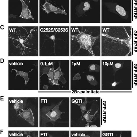 R Bp Interacts With R Rgs Proteins A R Bp Binds Each Of The Five R