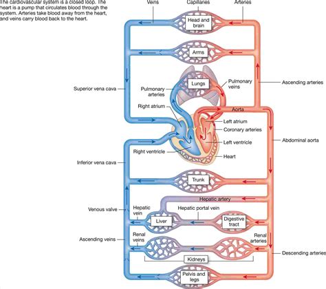 Circulatory System Drawing At Explore Collection