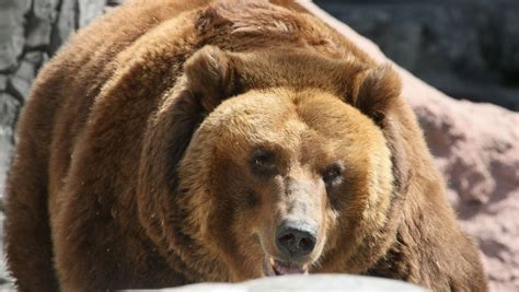 Un ours se coince la tête dans un bidon la mâchoire de vie le sauve