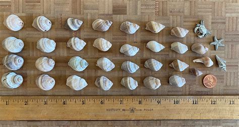 Maine Periwinkle Shells Striped Rare Lot Of 30 Real Natural Etsy