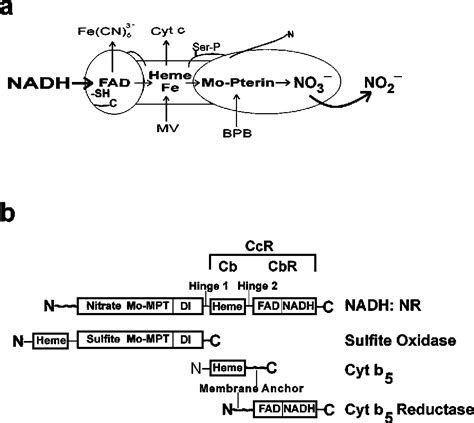 Figure From Nitrate Reductase Structure Function And Regulation