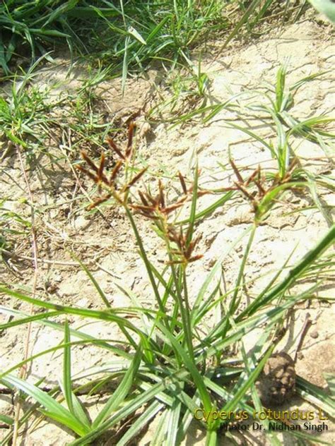 Medicinal Plants Cyperus Rotundus Musta Tunga Korai Kizhangu