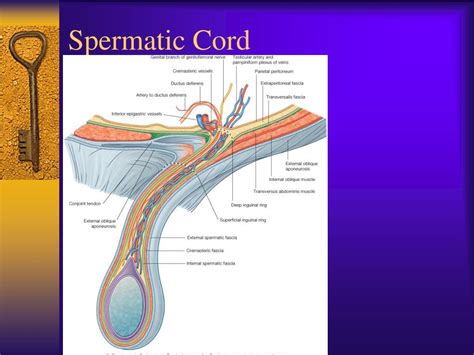 Spermatic Cord Anatomy Model