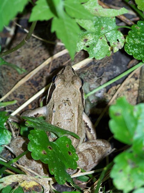 Free Images Nature Leaf Flower Wildlife Green Jungle Insect