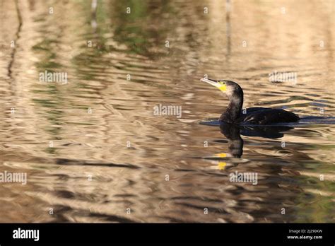 North Atlantic Great Cormorant Hi Res Stock Photography And Images Alamy