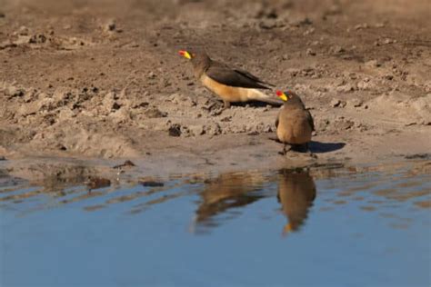 Yellow-Billed Oxpecker - A Tickbird That Lives on Rhinos, Hippos & Zebras