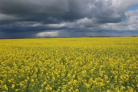 Yellow Canola Field Wallpapers - Wallpaper Cave