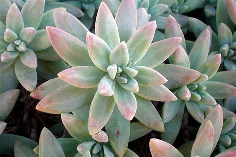 GRAPTOPETALUM CARACTERÍSTICAS TIPOS CUIDADOS Y MÁS