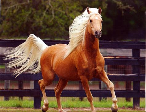 Palomino Arabian | Updated on July 22, 2015 By admin Comments Off on ...