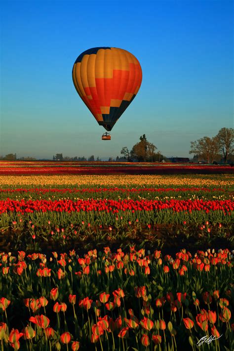 F Hot Air Balloon Over Tulips Fields Woodburn Oregon Randall J