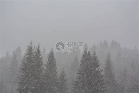 暴风雪中冷杉树的冬天风景高清图片下载 正版图片507340420 摄图网