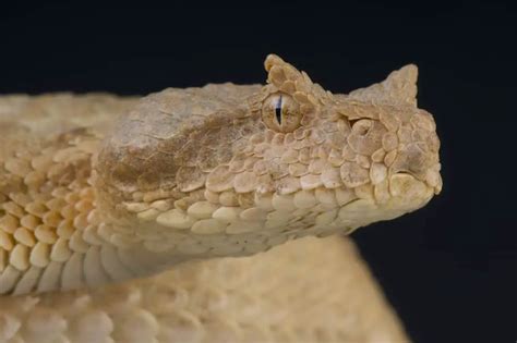 17 Different Types Of Vipers Naturenibble